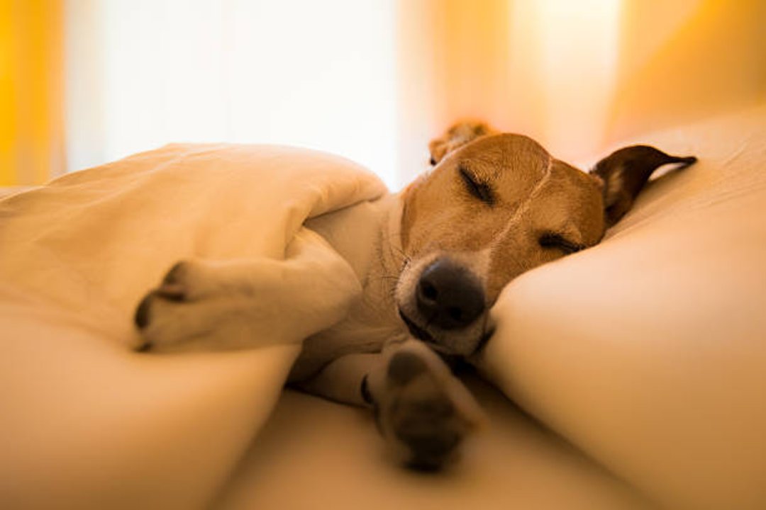 Imagen para el artículo: Por qué tu perro elige la almohada de tu cama para dormir según la psicología