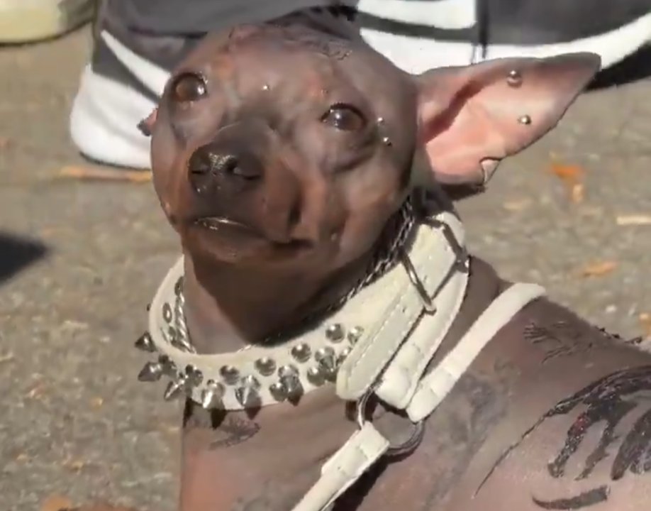 Imagen para el artículo: Indignación por tatuajes y piercings en perros: el video viral que generó repudio global