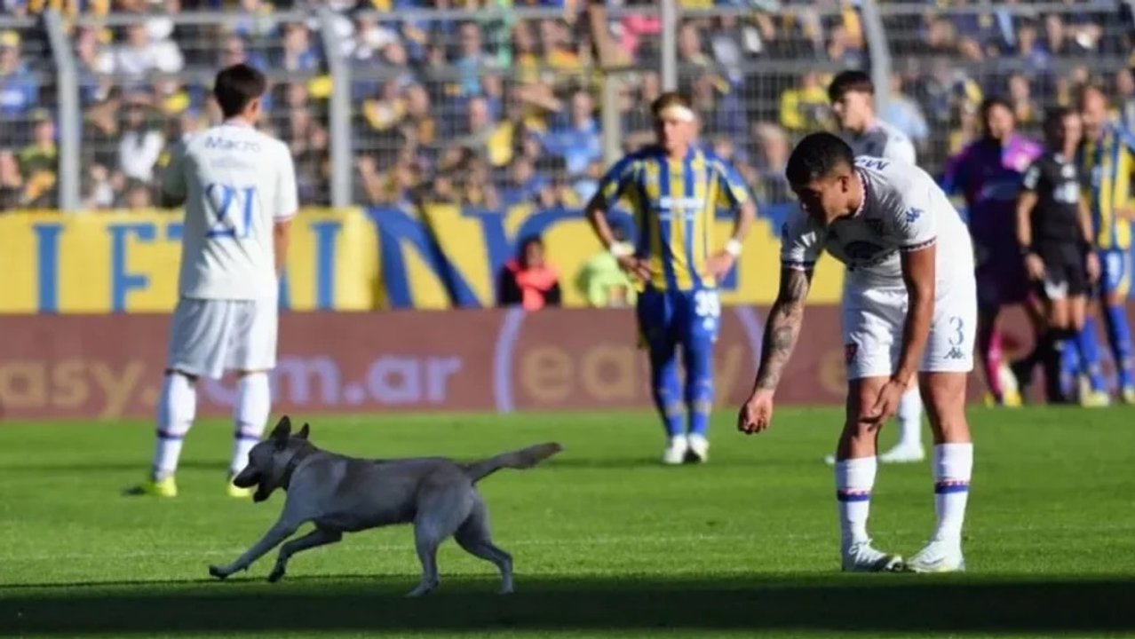 Imagen para el artículo: El perro ‘gambeteador' que bailó a un asistente e hizo delirar a los hinchas de Rosario Central