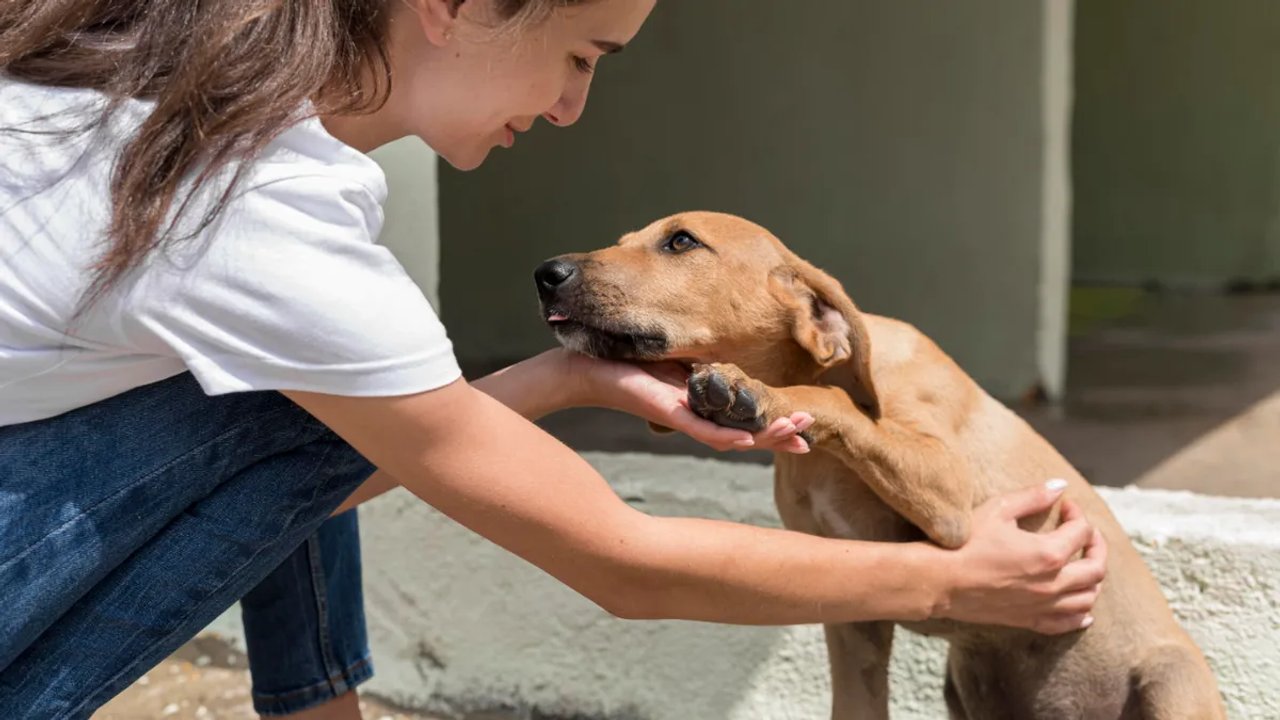 Imagen para el artículo: Cual es el significado oculto de siempre acariciar a los perros según la psicología