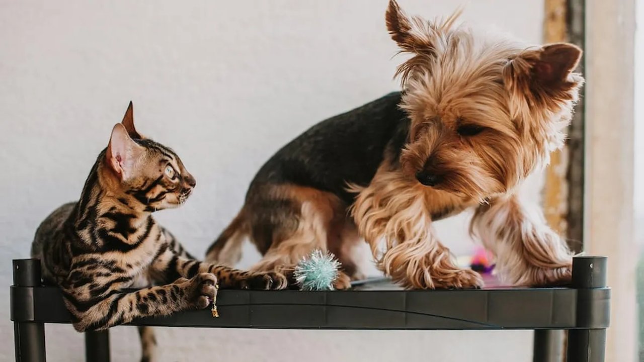 Imagen para el artículo: Cuál es el significado oculto de elegir entre perros y gatos según la psicología