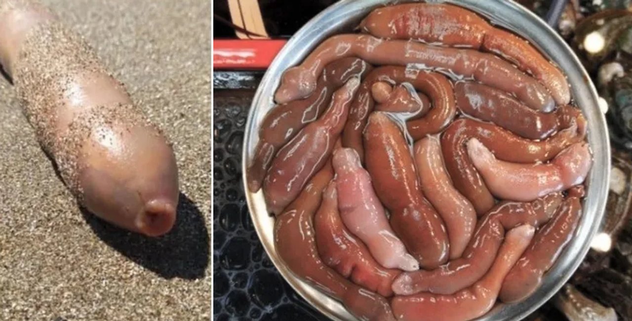 Imagen para el artículo: El "pez pene" que invadió las playas de la Patagonia es considerado un manjar