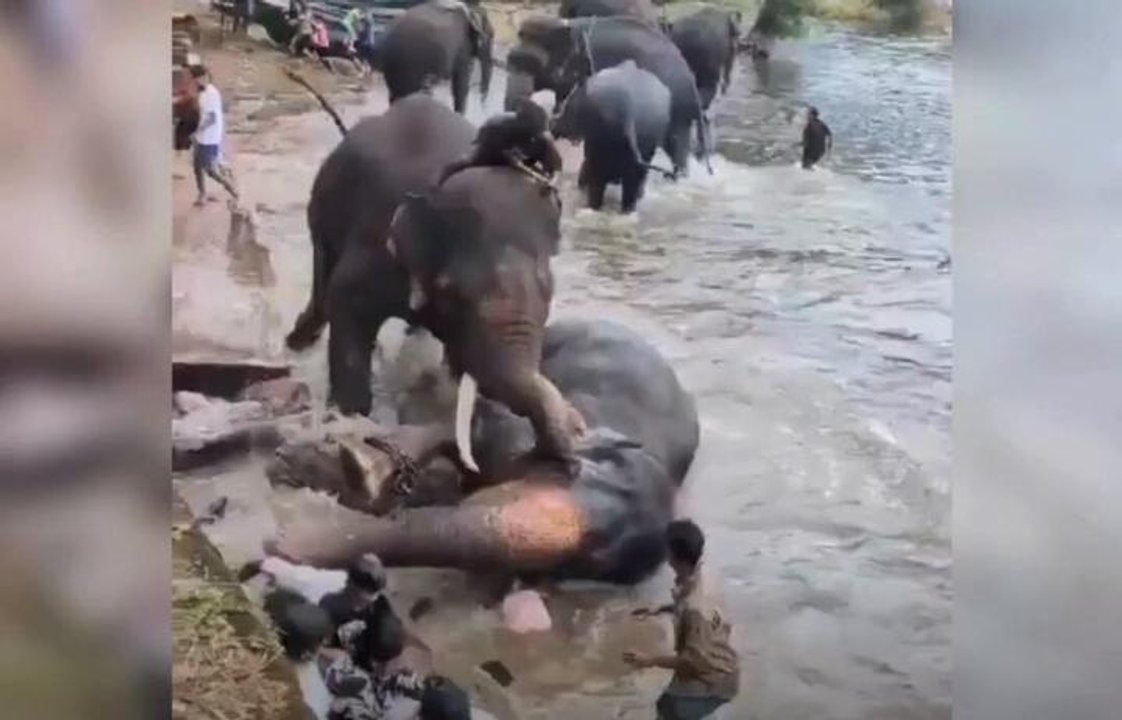 Imagen para el artículo: Impactante tragedia en un campamento de elefantes: una turista murió aplastada durante una pelea entre animales