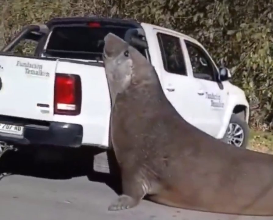 Imagen para el artículo: Impresionante: apareció un elefante marino caminando por las calles de Ensenada