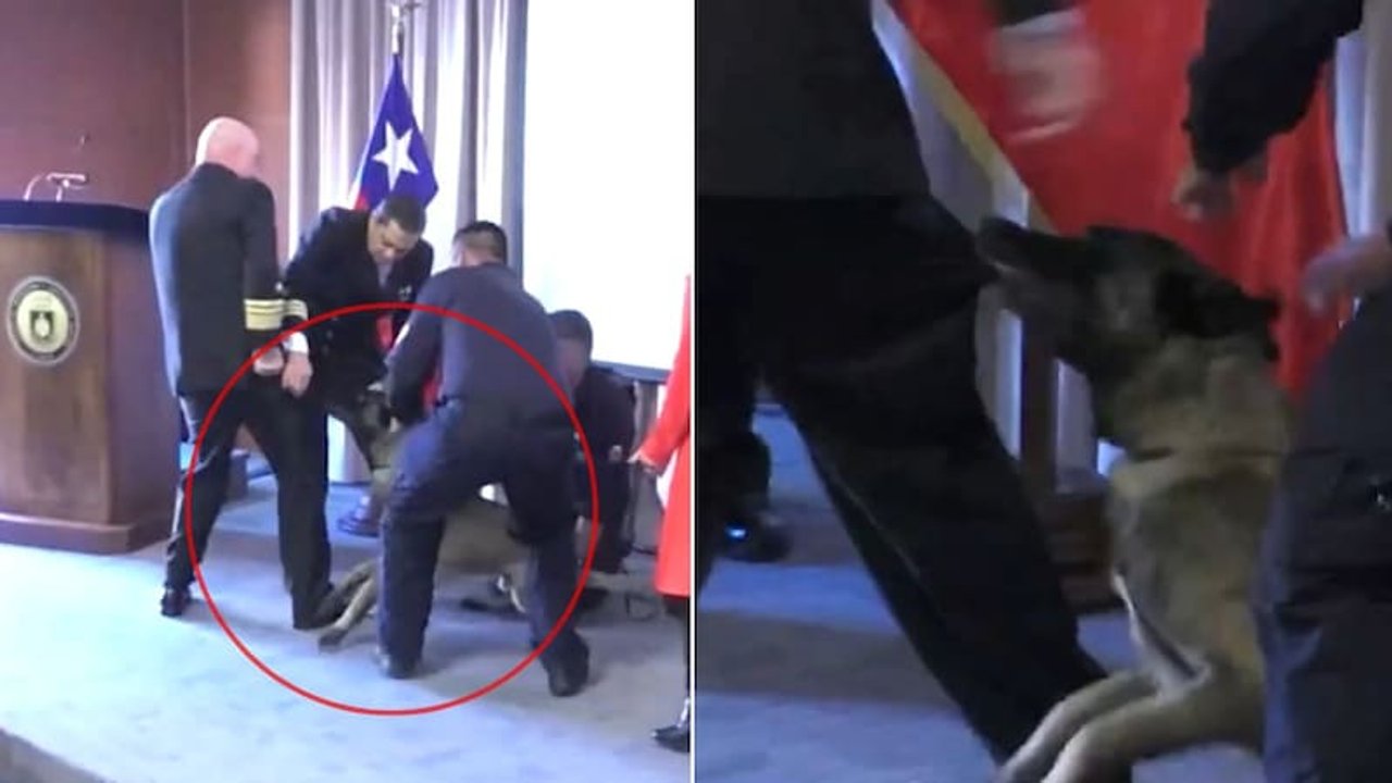 Imagen para el artículo: Insólito momento: dos perros antidrogas atacaron el bolsillo del jefe policial en una ceremonia