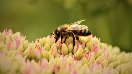 Imagen para el artículo: Día Mundial de las Abejas 2026: por qué la ONU alerta por su extinción