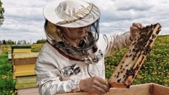 Imagen para el artículo: Argentina ya superó el cupo de exportación de miel hacia la Unión Europea