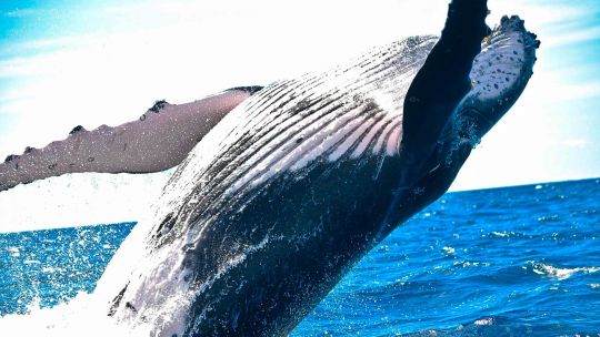 Imagen para el artículo: Dos ballenas yubarta batieron el récord mundial de migración al cruzar desde Australia hasta Brasil