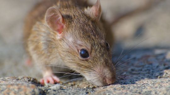 Imagen para el artículo: Preocupan los casos de Hantavirus en la provincia de Buenos Aires