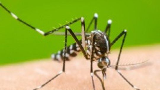 Imagen para el artículo: Descubren un mecanismo entre el dengue y otros virus