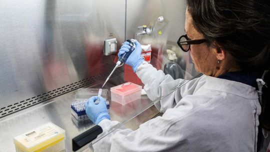 Imagen para el artículo: Hantavirus: se detectaron dos nuevos casos en Argentina