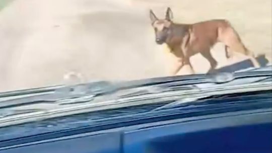 Imagen para el artículo: Video viral: el reencuentro entre un perro y su dueño, que lo buscó durante 24 horas por caminos rurales de Santa Fe