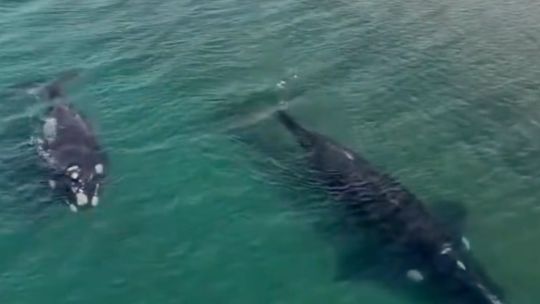 Imagen para el artículo: El video de dos ballenas francas australes a metros de la costa de Puerto Madryn