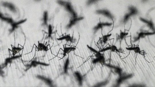 Imagen para el artículo: Polémica en EE.UU. por un plan para liberar 64 millones de mosquitos con bacterias