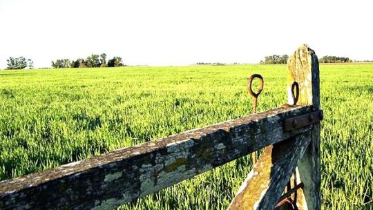 Imagen para el artículo: Salió el primer mapa de campos para alquilar en Córdoba: desde los más caros hasta los de mejor rinde