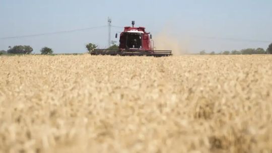 Imagen para el artículo: Expectativa en la industria triguera por la eliminación de las retenciones: “Quitarla no sería un costo fiscal significativo para el Estado”