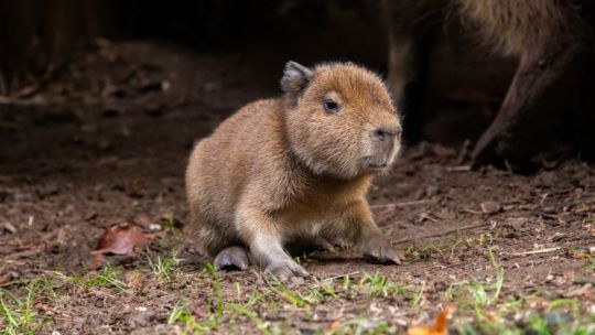 Imagen para el artículo: Furor por “Babybara”, el carpincho que nació en Escocia después de casi dos décadas