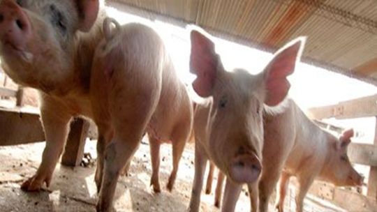 Imagen para el artículo: Sector porcino en auge: “La carne de cerdo fue una estrella por el precio de la carne vacuna”