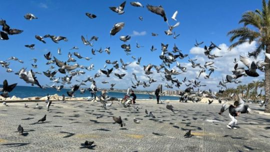 Imagen para el artículo: El estudio que revela 3.500 años de historia entre humanos y palomas
