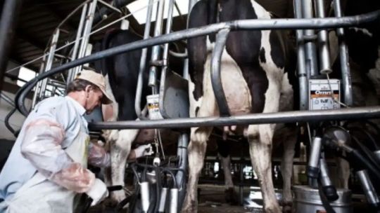 Imagen para el artículo: Quiebra de SanCor: seis empresas compiten por quedarse con los activos de la histórica cooperativa láctea