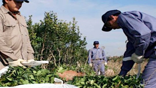 Imagen para el artículo: En “QR!” analizaron la pérdida de ingresos de los productores yerbateros tras la desregulación del sector