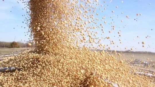 Imagen para el artículo: Alerta por el estancamiento en la molienda de soja: “Brasil ya exportó más harina de soja que la Argentina”
