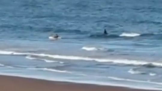 Imagen para el artículo: El video viral de una orca demasiado interesada en un kayakista
