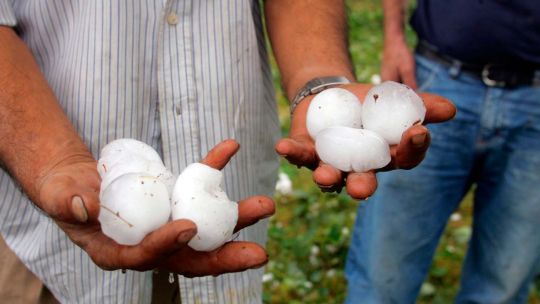 Imagen para el artículo: Boletín Oficial: Mendoza fue declarado en estado de desastre agropecuario por granizo