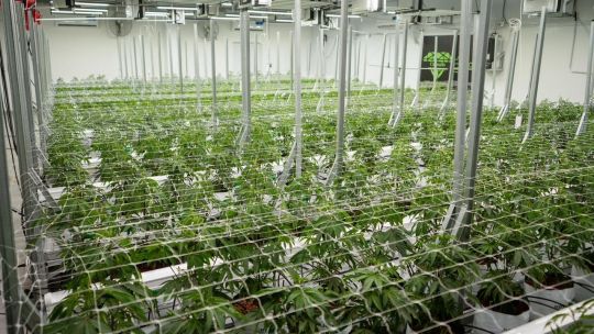 Imagen para el artículo: Una empresa chaqueña exportará cannabis medicinal a Nueva Zelanda y proyecta nuevos mercados en Europa y Canadá