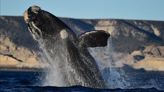 Imagen para el artículo: Las primeras ballenas ya se dejan ver en el Golfo Nuevo de Puerto Madryn