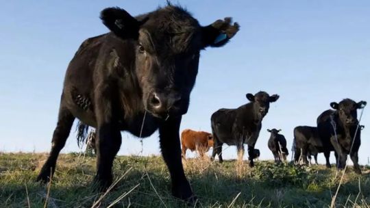 Imagen para el artículo: Nuevas plataformas de trazabilidad ambiental en la ganadería: “Es bueno que no haya una posición monopólica”