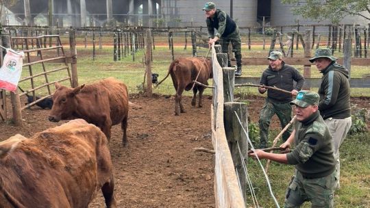 Imagen para el artículo: Falsa denuncia: fingió el robo de 150 vacas para tapar un millonario contrabando de ganado