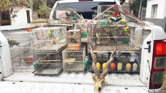 Imagen para el artículo: Detuvieron a traficantes de fauna que vendían animales por redes sociales