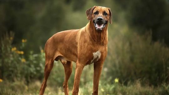 Imagen para el artículo: Fallo ejemplar: millonaria condena a los dueños de perros Rodesianos que atacó a una motociclista