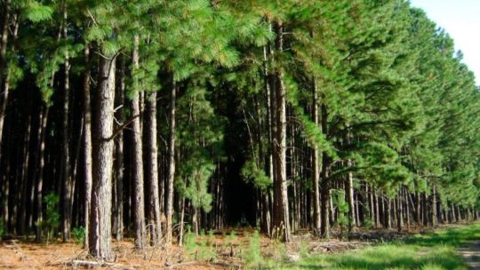 Imagen para el artículo: El monocultivo forestal al banquillo