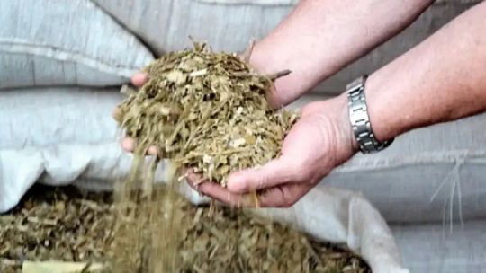 Imagen para el artículo: Sector yerbatero: “Es el tercer año con precios muy malos para el productor”