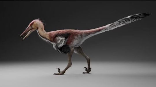 Imagen para el artículo: Descubren en Santa Cruz una nueva especie de dinosaurio depredador de hace 66 millones de años