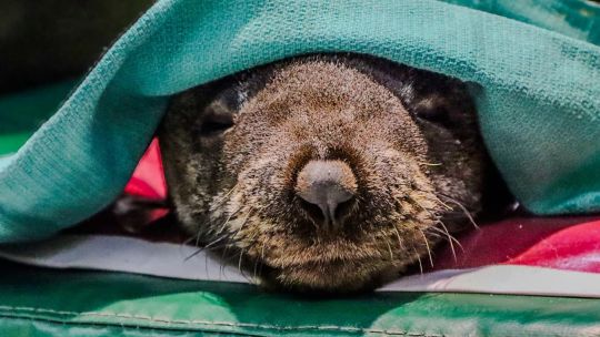 Imagen para el artículo: Diez lobos marinos varados en apenas tres días: señales de alerta desde la zona del Delta