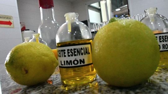 Imagen para el artículo: El "Plan Limón" da sus frutos: Corrientes exporta cítricos industrializados por u$s 8 millones al año