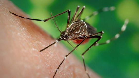 Imagen para el artículo: Hallazgo argentino contra el dengue: destacan una investigación del CONICET que podría abrir nuevas vías terapéuticas