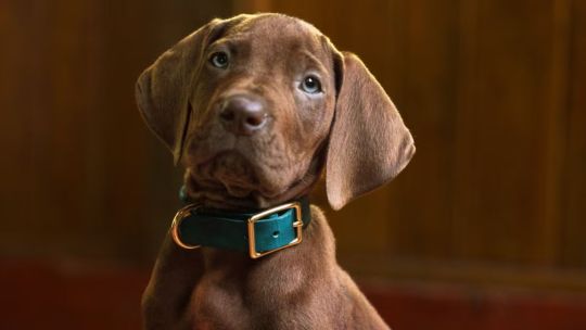 Imagen para el artículo: Netflix inició el rodaje de la nueva serie live-action de Scooby-Doo: cuándo se estrena