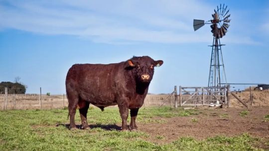 Imagen para el artículo: Argentina se posiciona como un referente en genética animal: “Vienen de países de América a comprar nuestra genética"