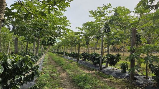 Imagen para el artículo: Café correntino: avanza un ensayo histórico en Empedrado y proyectan la primera cosecha para 2027