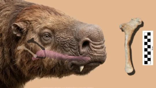 Imagen para el artículo: Hallazgo histórico en Argentina: aparece el primer hioides fósil de un Lestodon armatus