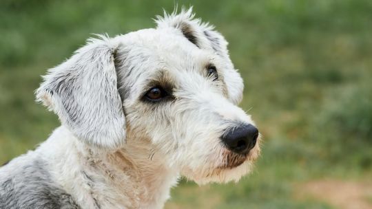 Imagen para el artículo: Día Mundial del Perro: cómo mejorar la calidad de vida de tu mascota con simples hábitos