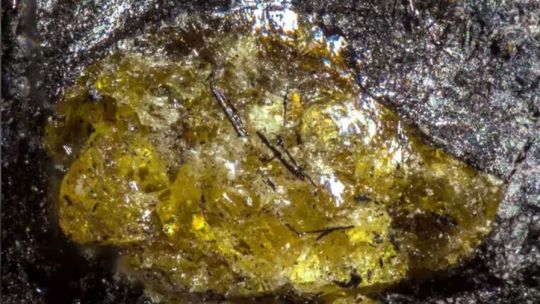 Imagen para el artículo: Descubren en China el ámbar más antiguo de la Tierra: tiene 385 millones de años