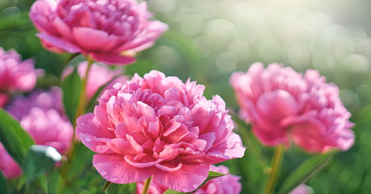 Imagen para el artículo: Cómo lograr un jardín elegante y sofisticado con estas 5 plantas y trucos de diseño