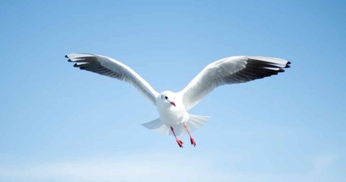 Imagen para el artículo: ¿Qué significa la gaviota en la obra de Chéjov?