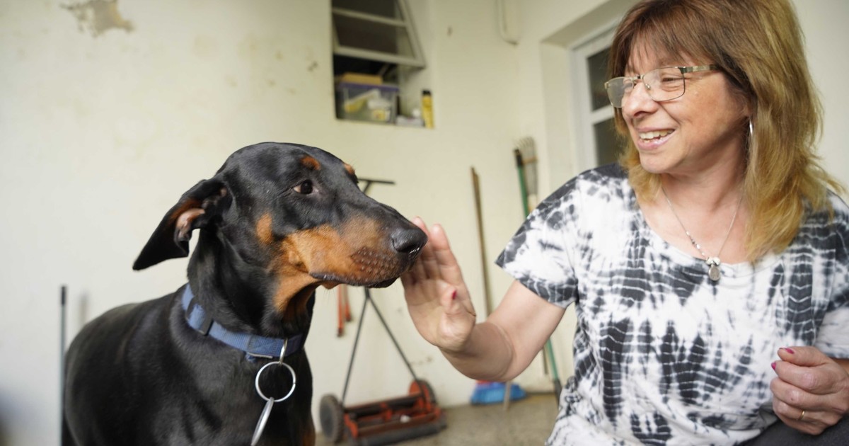 Imagen para el artículo: Cannabis medicinal para mascotas: cuál es la primera provincia que lo autorizó