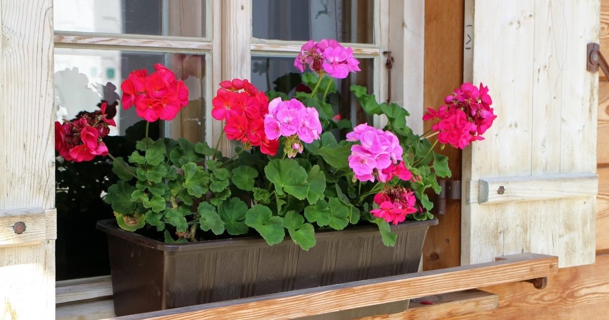 Imagen para el artículo: No es la lengua de suegra: 12 flores que florecen sin parar durante todo el verano